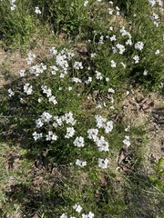Arenaria