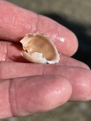 Semicassis granulata