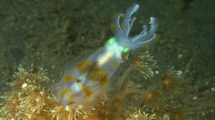 Sepioteuthis lessoniana