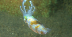 Sepioteuthis lessoniana