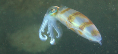 Sepioteuthis lessoniana