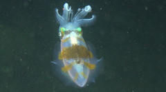 Sepioteuthis lessoniana