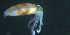 Sepioteuthis lessoniana