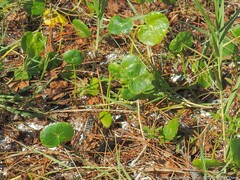 Hydrocotyle bonariensis