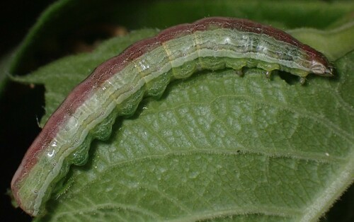 Sympistis forbesi Zacharczenko & Wagner, 2014