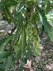 Codiaeum variegatum