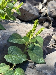 Acalypha californica