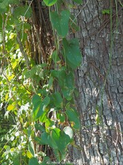 Smilax bona-nox