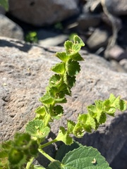 Acalypha californica