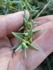 Salsola soda