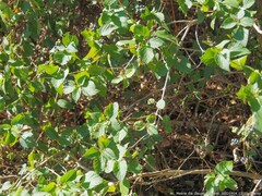 Lantana montevidensis