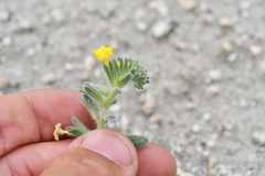 Hydrophylloideae