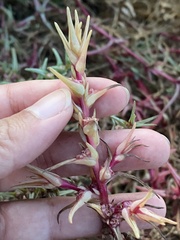 Salsola soda