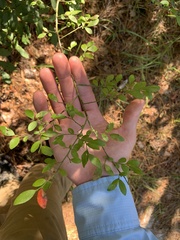 Vaccinium elliottii