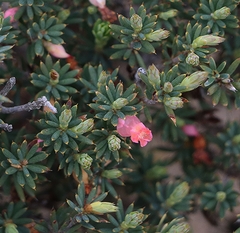 Brachyloma ericoides