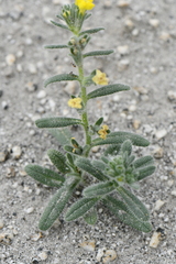 Hydrophylloideae