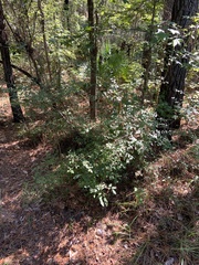 Vaccinium elliottii