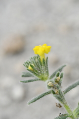 Hydrophylloideae