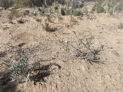 Eriogonum leptocladon