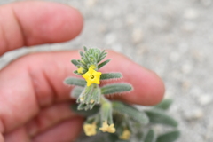 Hydrophylloideae