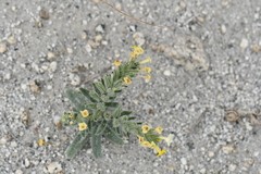 Hydrophylloideae