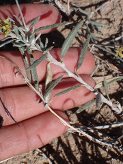 Eriogonum leptocladon
