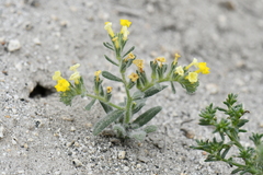 Hydrophylloideae