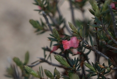 Brachyloma ericoides