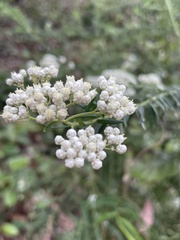 Ozothamnus diosmifolius