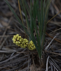 Lomandra glauca