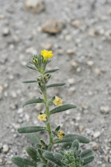 Hydrophylloideae