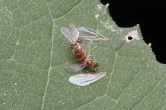 Brachymyrmex depilis