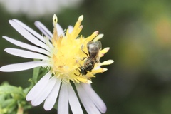 Lasioglossum imitatum