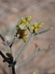 Eriogonum leptocladon
