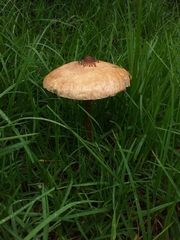 Macrolepiota colombiana