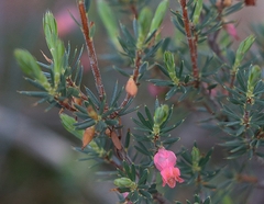 Brachyloma ericoides