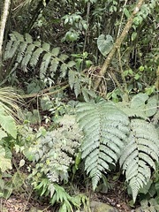 Cyatheaceae