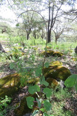 Roldana sessilifolia