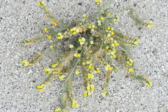 Hydrophylloideae