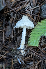 Cystolepiota
