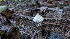 Cystolepiota