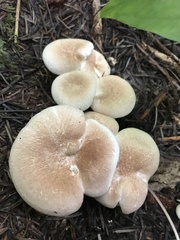 Albatrellus avellaneus