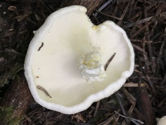 Albatrellus avellaneus