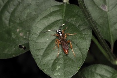 Cratichneumon w-album