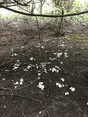 Albatrellus avellaneus