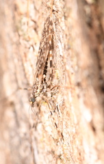 Amphineurus