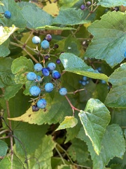 Ampelopsis