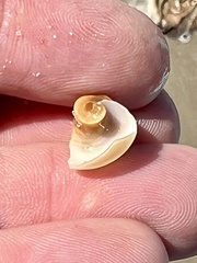 Neverita duplicata