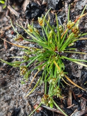 Isolepis