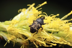 Glyptobaris lecontei